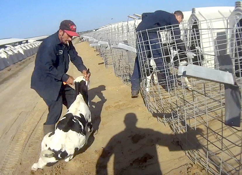 cows.jpg
